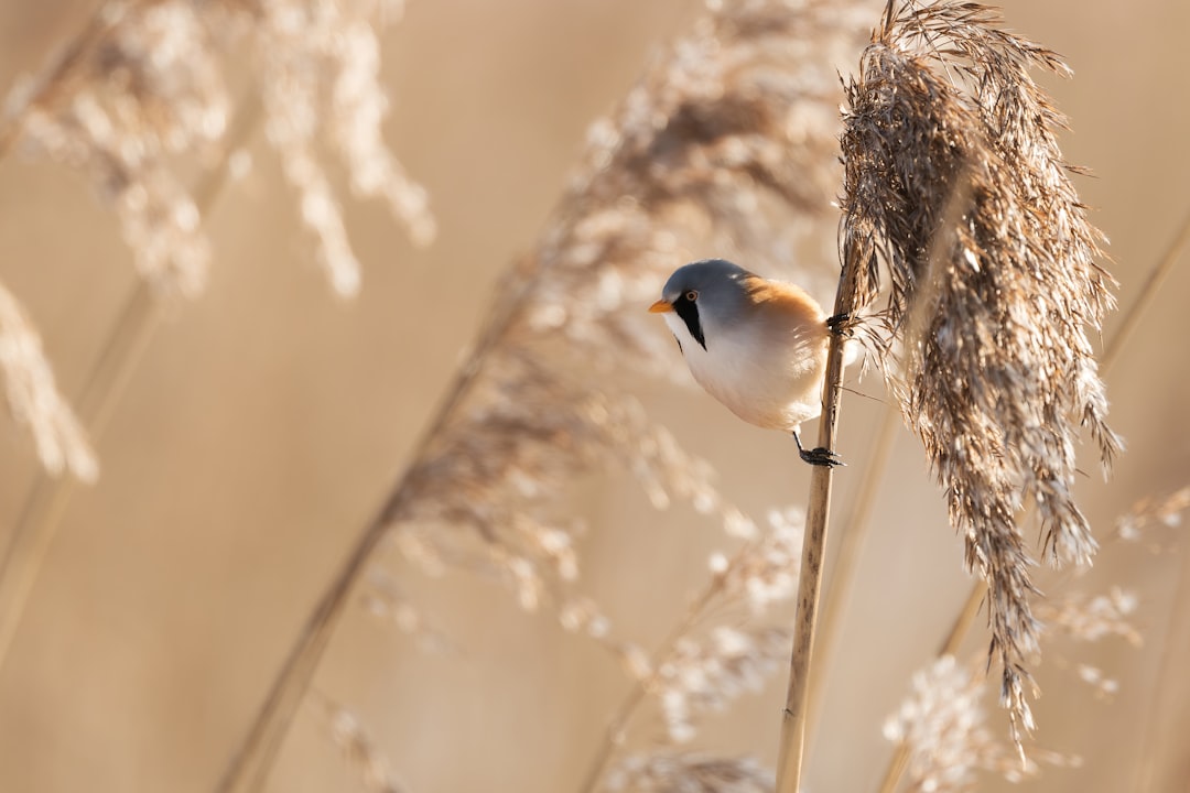 Wildlife bird photography