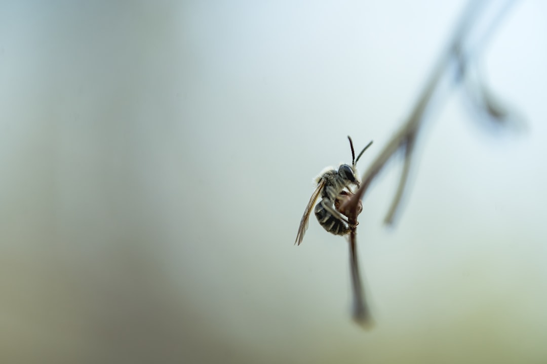 Macro insect photography