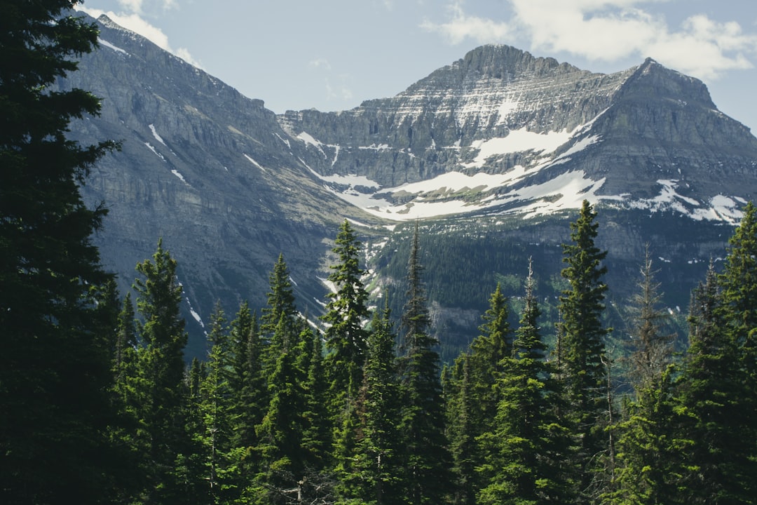 Forest landscape photography